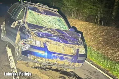 Zderzenie osobówki z żubrem. Uważajmy na dziką zwierzynę na drogach - Aktualności Policja Lubuska