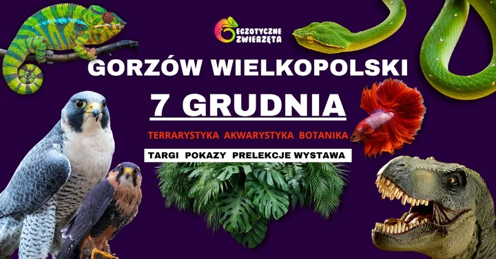 Grafika promocyjna wydarzenia Gorzów Wielkopolski: Egzotyczne Zwierzęta — Terrarystyka i Akwarystyka (7 grudnia 2025)