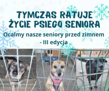 Grafika promocyjna wydarzenia TYMCZAS RATUJE ŻYCIE PSIEGO SENIORA — III edycja: domy tymczasowe dla starszych psów przed zimą