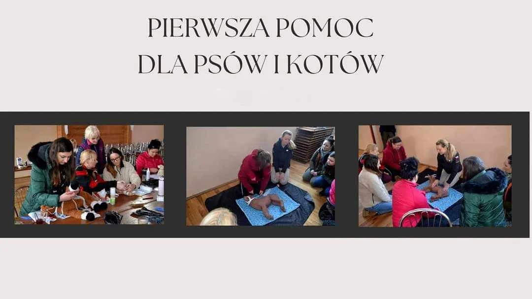 Grafika promocyjna wydarzenia Warsztaty z pierwszej pomocy dla psów i kotów w Gorzowie Wielkopolskim