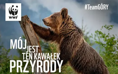 Gorzów na godzinę zgaśnie i kilka znanych miejsc dołączy do akcji WWF