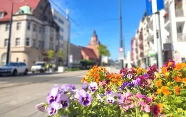 W centrum rusza pielęgnacja zieleni. Na róże pójdą prewencyjne opryski